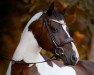 dressage horse Dai Colori Tesoro GHS (Trakehner, 2011, from Hibiskus)