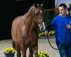 Springpferd Kai van het Schaeck Z (Zangersheide Reitpferd, 2015, von Kannan)