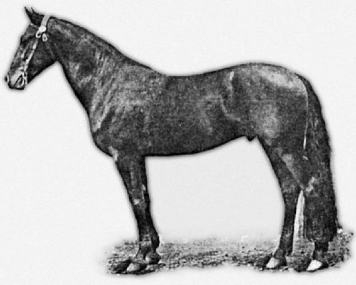 stallion Antonij (Russian Trotter, 1911, from Aljvin-Molodoj (RU))