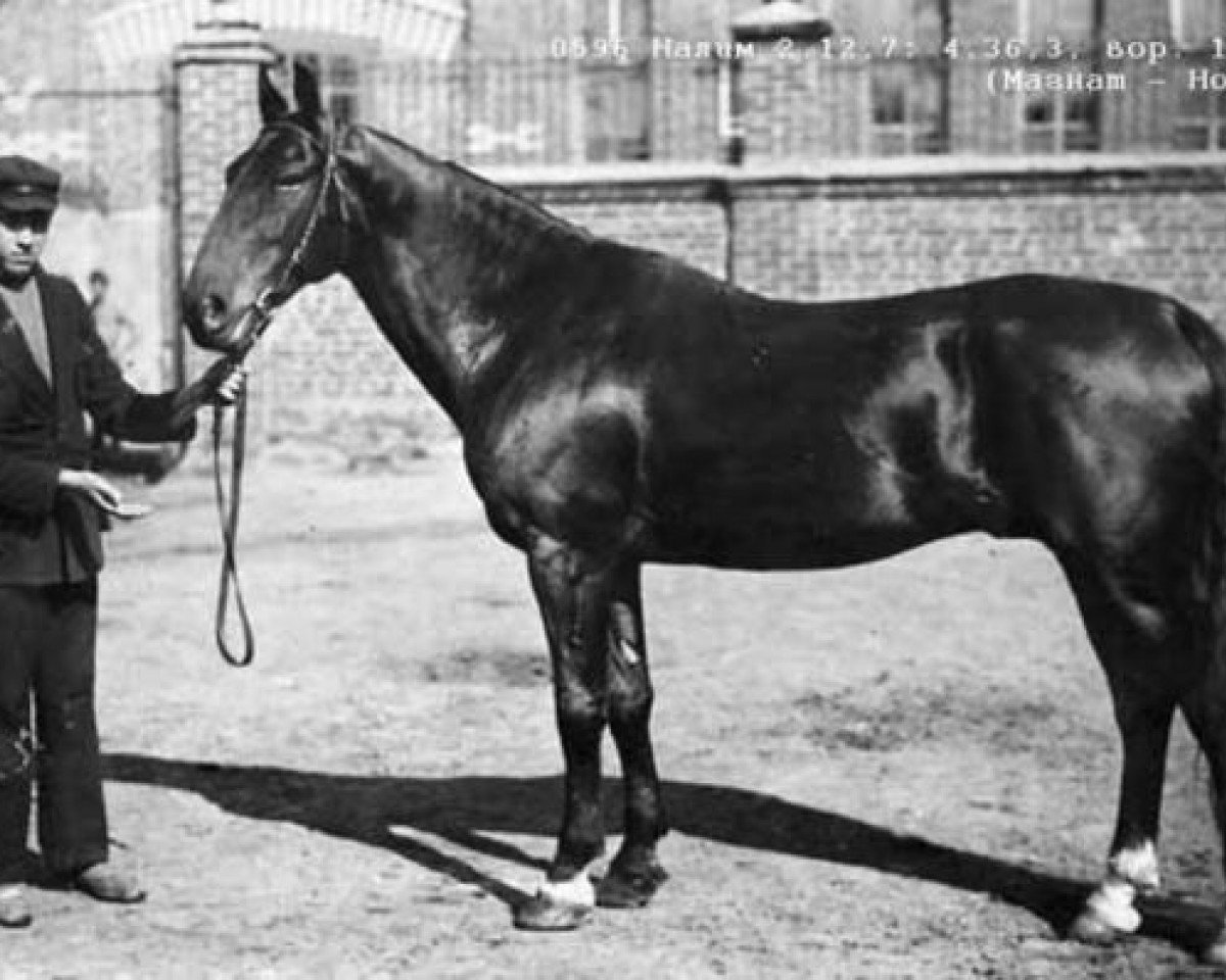 Deckhengst Nalim (RU) (Russischer Traber, 1913, von Magnat (RUS))