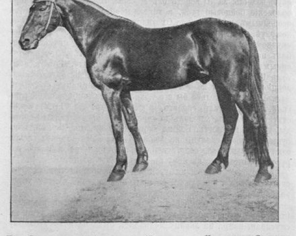 stallion Pass Rose (US) (American Trotter, 1892, from Patron 2529 (US))