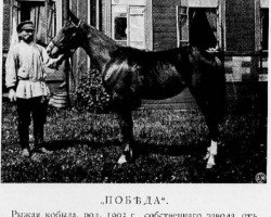 broodmare Pobeda (RU) (Russian Trotter, 1903, from Pass Rose (US))