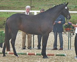 broodmare Cammee (Trakehner, 2005, from Donaufischer)