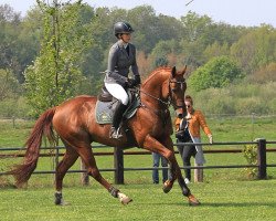 stallion Diether von Ludwigsburg AA (Anglo-Arabs, 2010, from Ocamonte xx)