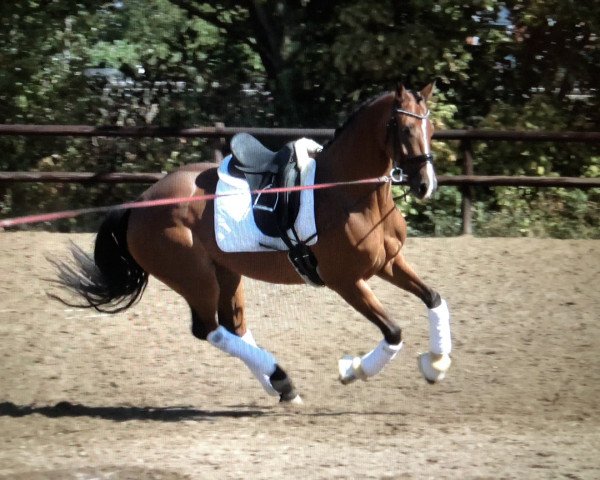 dressage horse Lisanne 18 (Hanoverian, 2013, from Lissaro)