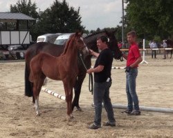 dressage horse Hengst von Vitalis / Likoto xx (Westphalian, 2018, from Vitalis)