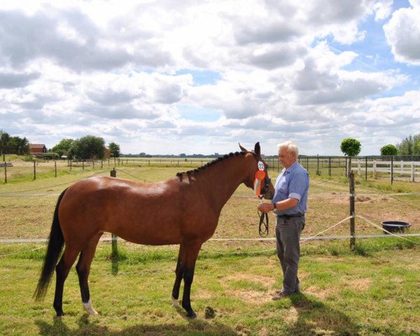 horse Arendsnest's Carabelle (New Forest Pony, 2013, from Reekamp's Eclips)