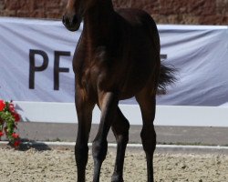 dressage horse Galaxy Girl von den Toskanponys (German Riding Pony, 2018, from HET Don´t forget me)