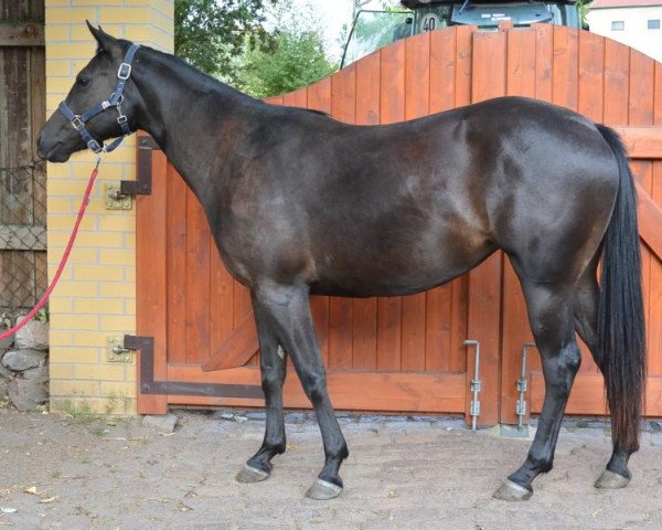 horse Magic Wild Flower (Quarter Horse, 2016)