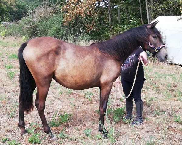 Pferd Marquesa del Mastral (Pura Raza Espanola (PRE), 2017)