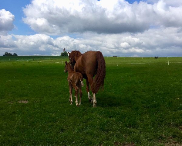 broodmare Sunlight E (Westphalian, 2005, from Sandro Song)