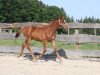 Dressurpferd Domino d'Hiver CB (Schweizer Warmblut, 2017, von Dantes)