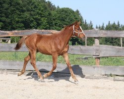 dressage horse Domino d'Hiver CB (Swiss Warmblood, 2017, from Dantes)