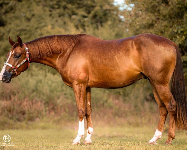 Pferd Dual Springginkerl (Quarter Horse, 2015)