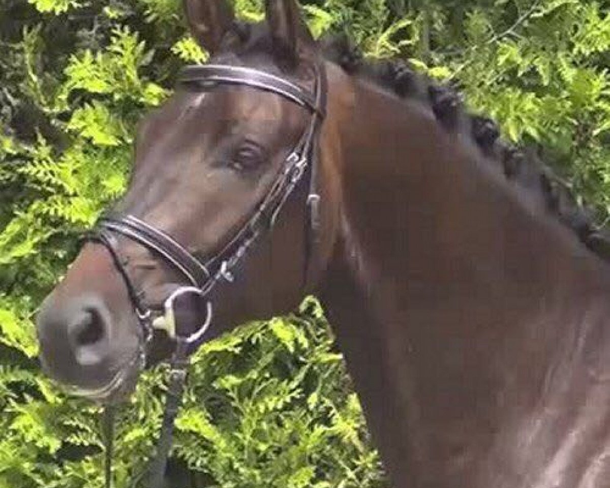 dressage horse Cooper 180 (Hanoverian, 2011, from Christ)