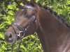 dressage horse Cooper 180 (Hanoverian, 2011, from Christ)