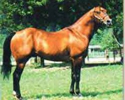 Deckhengst Podoco (Quarter Horse, 1978, von Doc Bar)