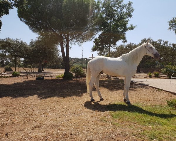 Pferd Torero (Cruzado-Espanol, 2015)