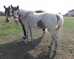 horse Kamerun`s Geovanni (German Riding Pony, 2015, from Gladstone)