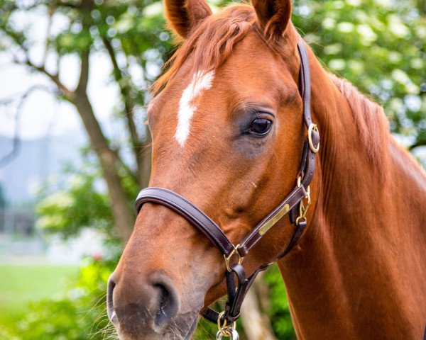 dressage horse Finesse du Soleil (Hanoverian, 2014, from Fuechtels Floriscount OLD)