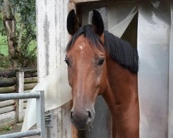 jumper Murphy Hill (Trakehner, 2009, from Connery)