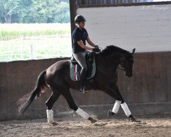 dressage horse Aurihn (Trakehner, 2015, from E.H. Millennium)