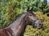 dressage horse El Benito 3 (Rhinelander, 2014, from Enzo Ferrari)