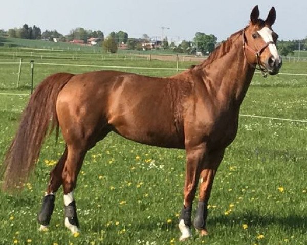 Pferd Brandy (Hannoveraner, 1999, von Brentano II)