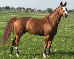 horse Brandy (Hanoverian, 1999, from Brentano II)