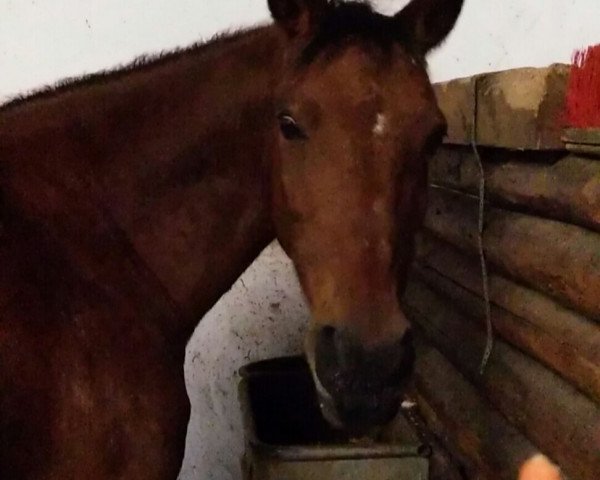 horse Mento (German Riding Pony, 1996, from Mylord)