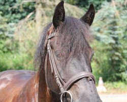 horse Kascha (Friese,  )