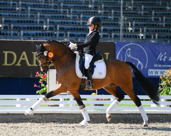 stallion Coer Noble (German Riding Pony, 2013, from Caramel FH WE)