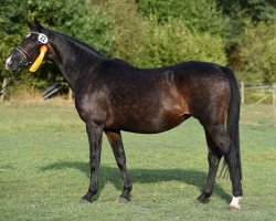 broodmare Santa Fee V (Trakehner, 2001, from Freudenfest)