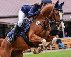 jumper Candyman WE (German Riding Pony, 2014, from Choco Cracker)