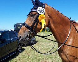 dressage horse Lembley (Hanoverian, 2008, from Londontime)