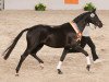 broodmare Emma Peel (Trakehner, 2011, from Kentucky)