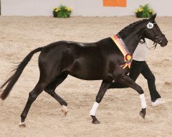 Zuchtstute Emma Peel (Trakehner, 2011, von Kentucky)