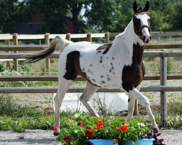 broodmare Samy de Luxe (Oldenburg, 2013, from Semper)