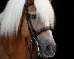 dressage horse Slissy (Haflinger, 2001, from Stavros)