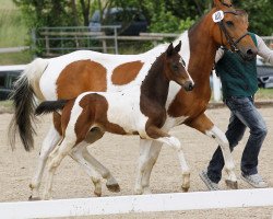 dressage horse Semper Fidelis (Oldenburg, 2011, from Semper)