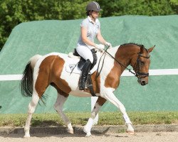 broodmare Samura (German Warmblood, 2003, from Samenco II K)