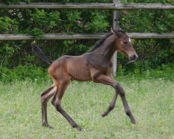 stallion Checkthor MW (Westphalian, 2018, from K.i Checkter)