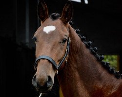 dressage horse Kalil (German Warmblood, 2016, from Karl Lagerfeld)