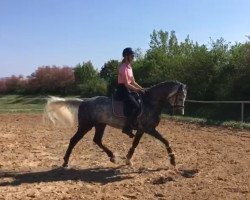 Springpferd Macchiato (Deutsches Reitpony, 2012, von Merlin)