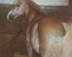 broodmare Mercedes (6,25% ox) (Edelbluthaflinger, 1982, from 1262 Midas)