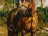 broodmare Winnie (Haflinger, 1986, from Nardus)