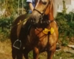 Zuchtstute Winnie (Haflinger, 1986, von Nardus)