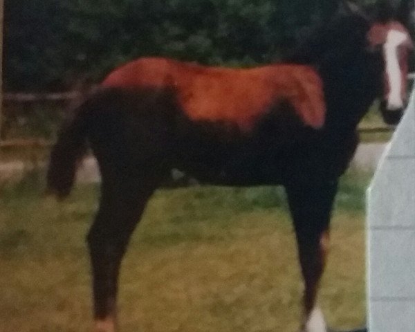 Pferd Pinocchio (Rheinländer, 1996, von Popstar)