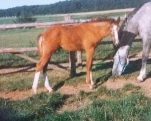 Pferd Pinocchio (Rheinländer, 1995, von Popstar)