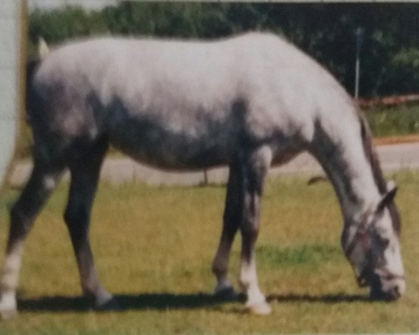 Zuchtstute Waldfee (Rheinländer, 1991, von Walzertakt)